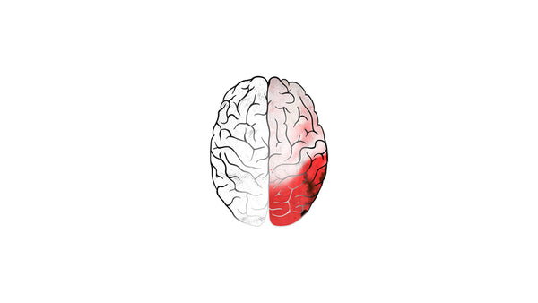 Cerebral Hemisphere View