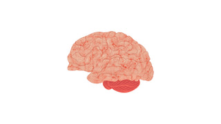Realistic Cerebral Structure